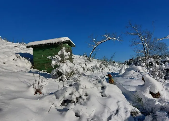 Daire Gemuetliche Dachgeschoss- Im Gruenen *